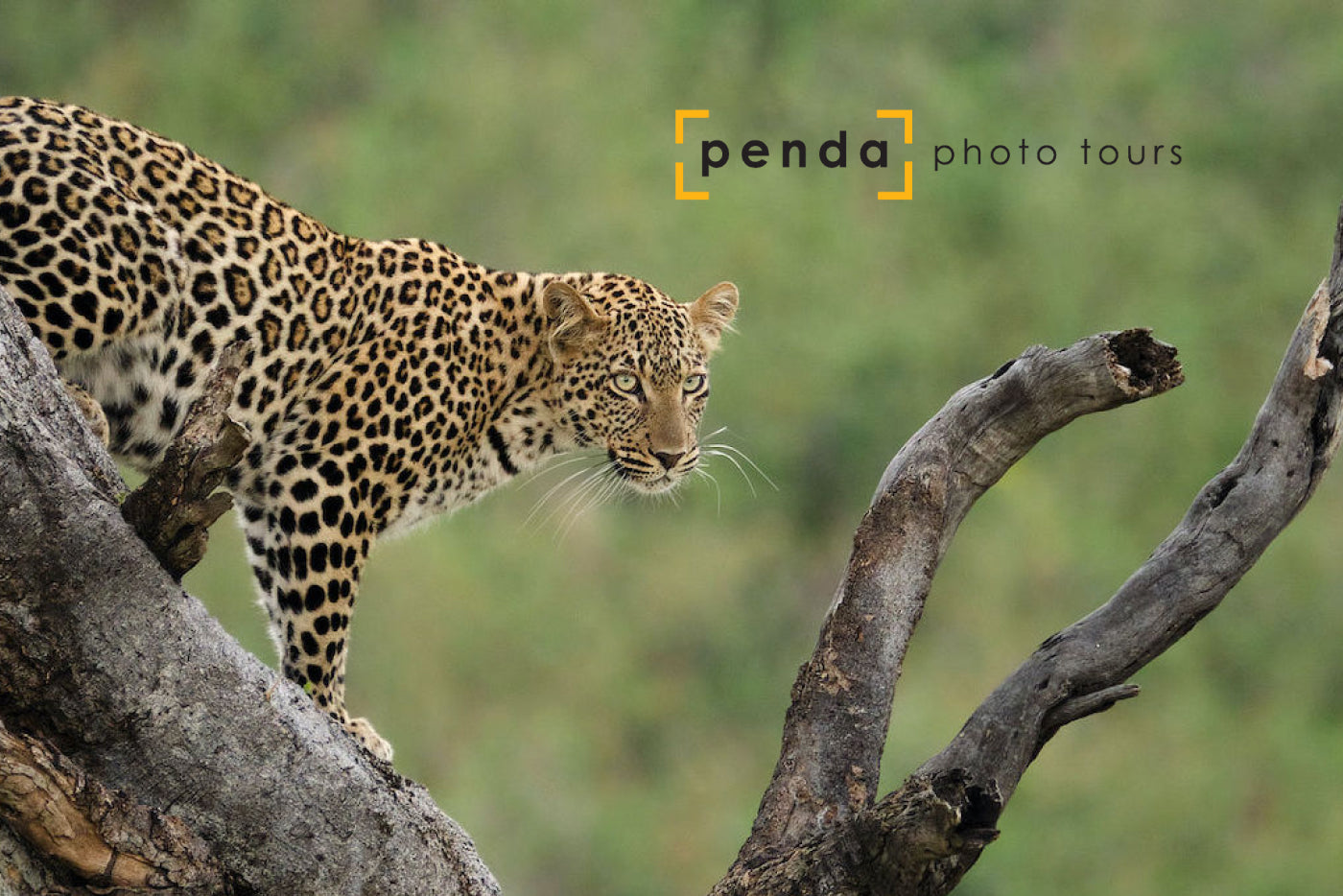 Cameraland Partners with Penda, the Experts in Photographic Travel