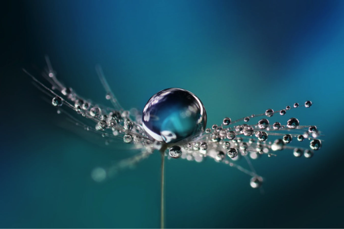 5 Tips for Water Droplet Photography