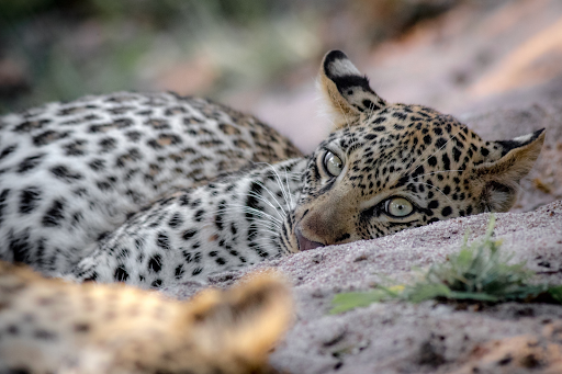 Featured Wildlife Photographer: Bruce Arnott